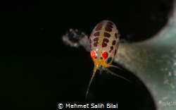 Ladybug. by Mehmet Salih Bilal 